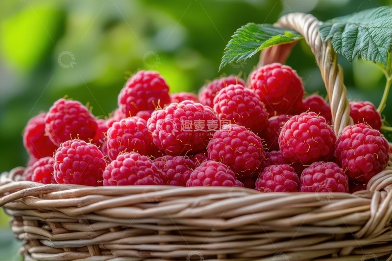 高清大图下载【趣麦麦图】一篮子红色的莓果