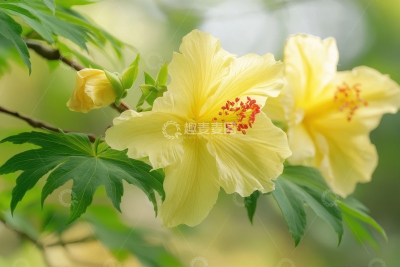 高清大图下载【趣麦麦图】盛开的黄色花卉