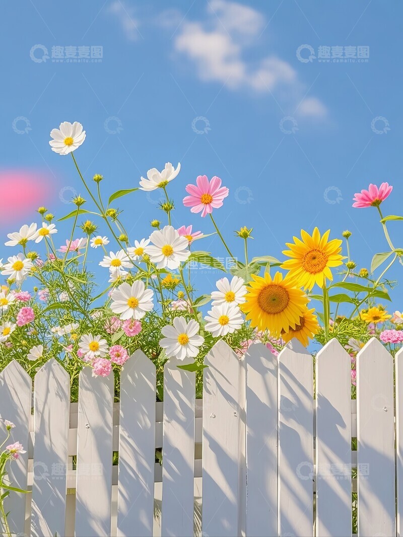 高清大图下载【趣麦麦图】白色栅栏上的多彩花朵与蓝天