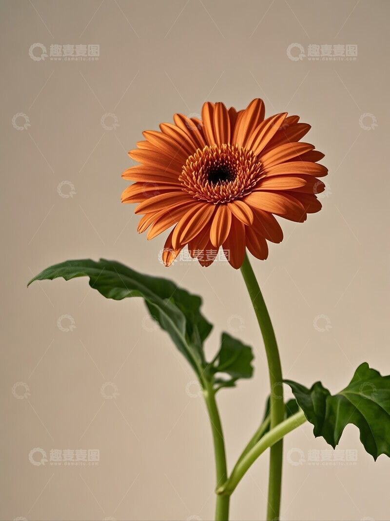 高清大图下载【趣麦麦图】橙色非洲菊单枝特写