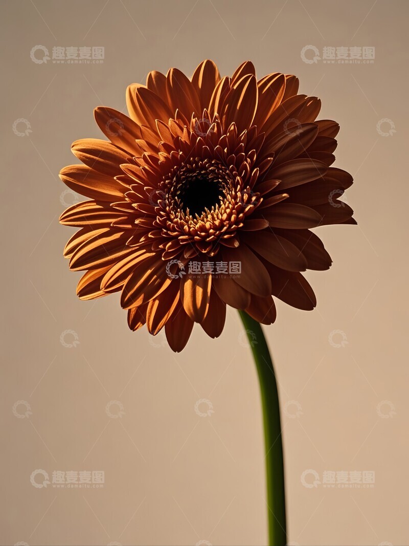 高清大图下载【趣麦麦图】橙色非洲菊的特写