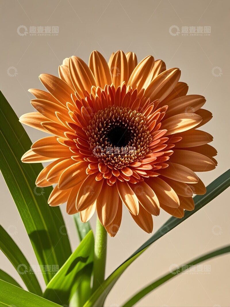 高清大图下载【趣麦麦图】橙色非洲菊单枝高清特写