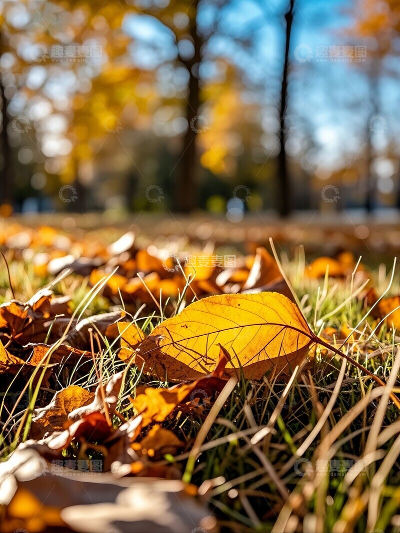 高清大图下载【趣麦麦图】-秋日阳光下的落叶与绿草地