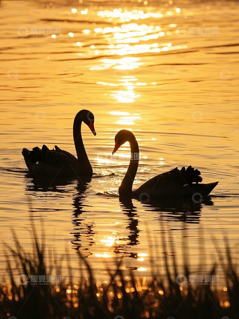 高清大图下载【趣麦麦图】日落湖面，两只黑天鹅悠然游弋