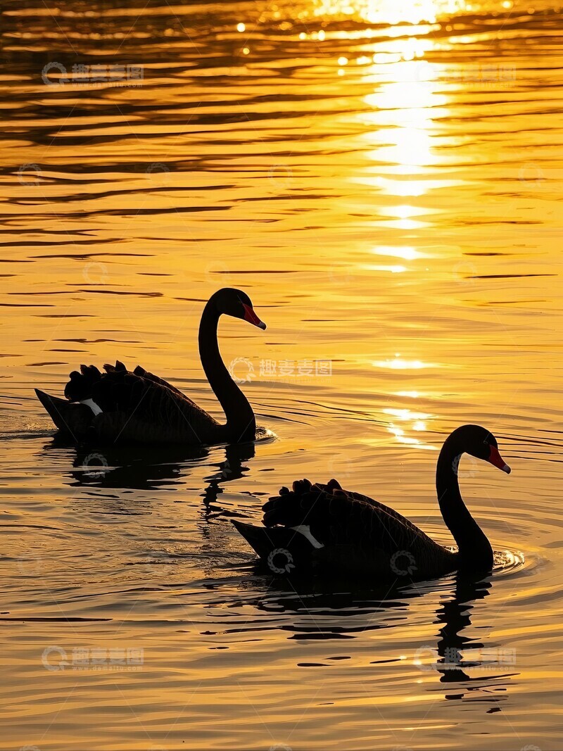 高清大图下载【趣麦麦图】日落湖面天鹅剪影