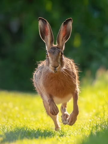 欧洲  萌宠  可爱  