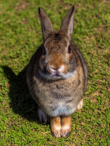 火山兔  竖耳  可爱   