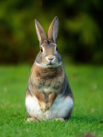 火山兔  萌萌  可爱   