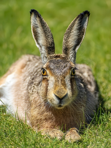 欧洲  竖耳  可爱  