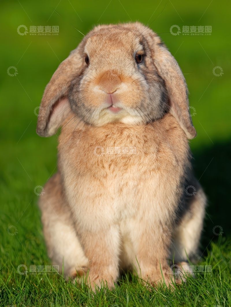 高清大图下载【趣麦麦图】-荷兰  垂耳兔  萌萌