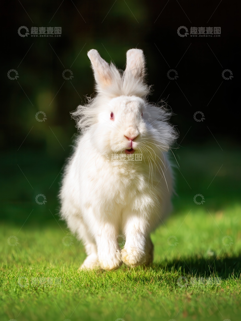 高清大图下载【趣麦麦图】安哥拉兔  仙气  萌宠 