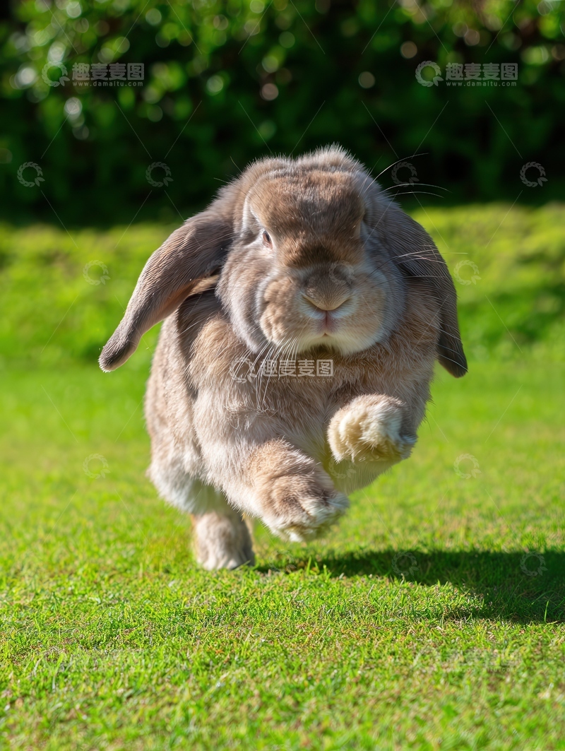 高清大图下载【趣麦麦图】美国  长毛绒兔    顺滑