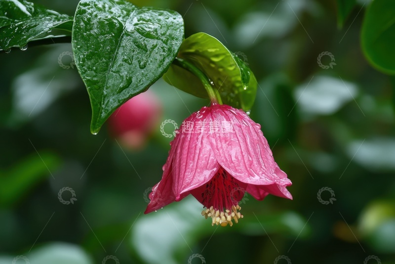 高清大图下载【趣麦麦图】盛开的红色花卉特写