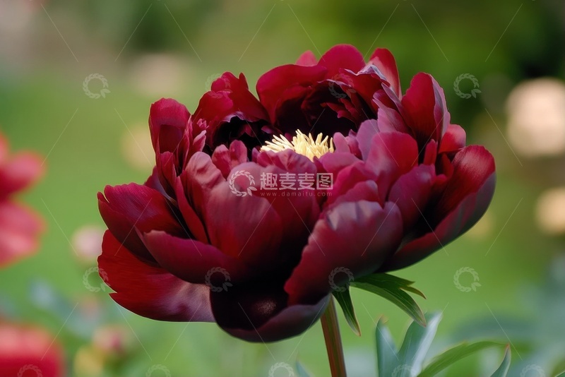 高清大图下载【趣麦麦图】盛开的红色牡丹花