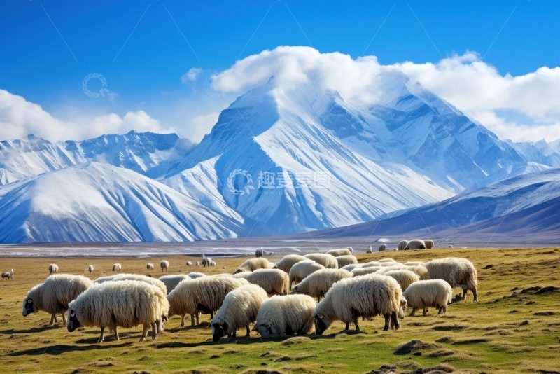 高清大图下载【趣麦麦图】雪山脚下山坡上吃草的一群绵羊