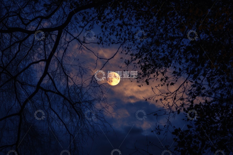 高清大图下载【趣麦麦图】夜晚发光的月亮树枝背景