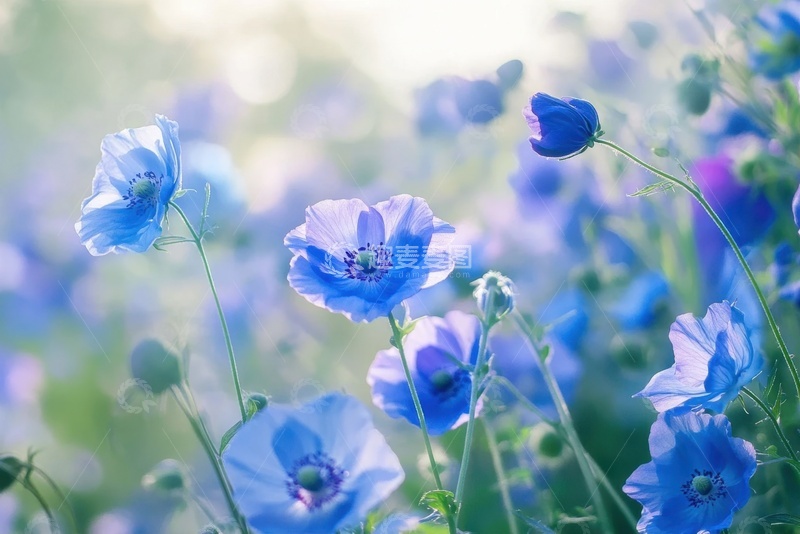 高清大图下载【趣麦麦图】蓝色的虞美人花田摄影