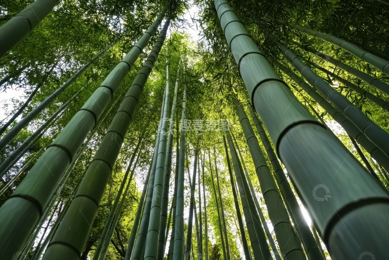 高清大图下载【趣麦麦图】翠绿色的竹林自然风景