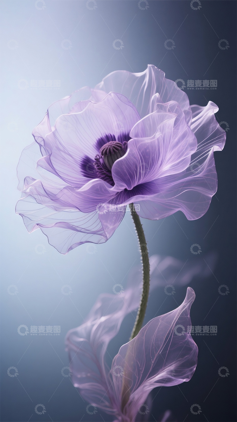 高清大图下载【趣麦麦图】紫色莫兰迪轻薄罂粟1