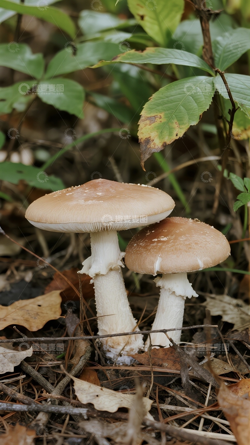 高清大图下载【趣麦麦图】林下的美味蘑菇摄影图