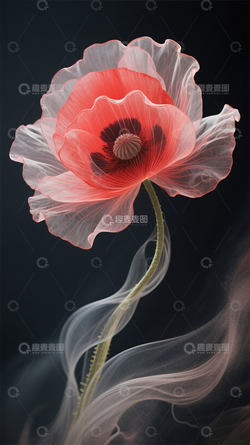 高清大图下载【趣麦麦图】-红色莫兰迪轻薄罂粟4