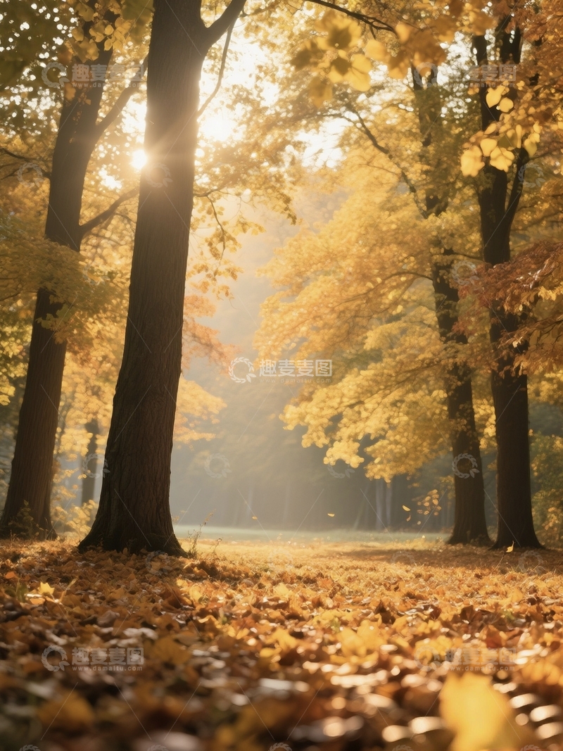 高清大图下载【趣麦麦图】秋季阳光从林间穿过
