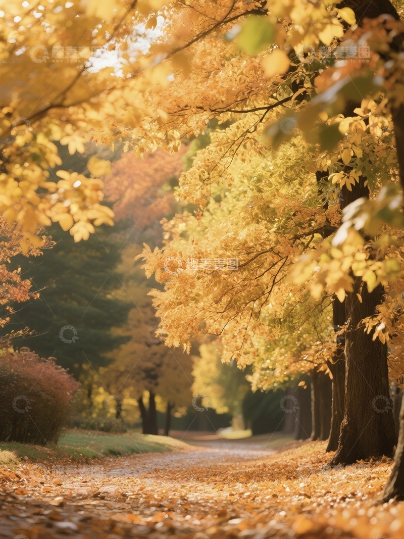 高清大图下载【趣麦麦图】秋季枫叶森林