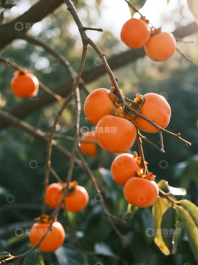 高清大图下载【趣麦麦图】枝头成熟柿子4