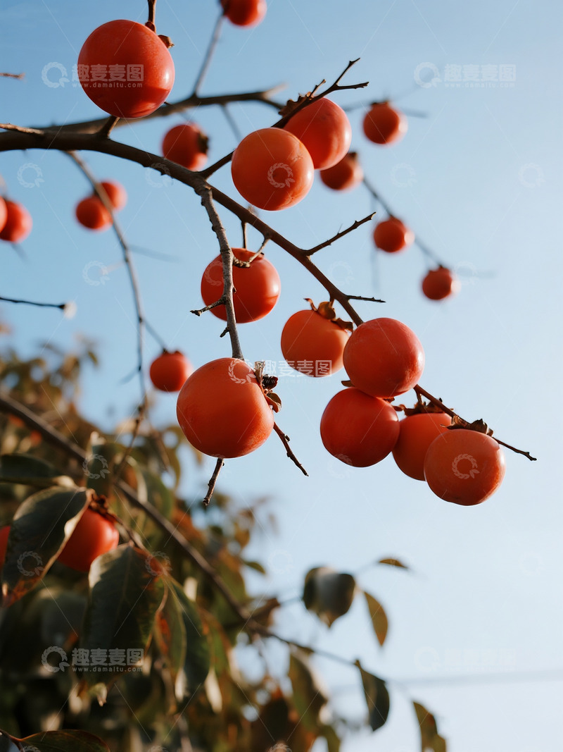 高清大图下载【趣麦麦图】枝头成熟柿子3