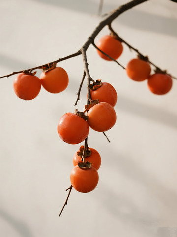 几个枝头成熟柿子