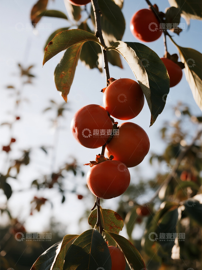 高清大图下载【趣麦麦图】枝头的橙色柿子