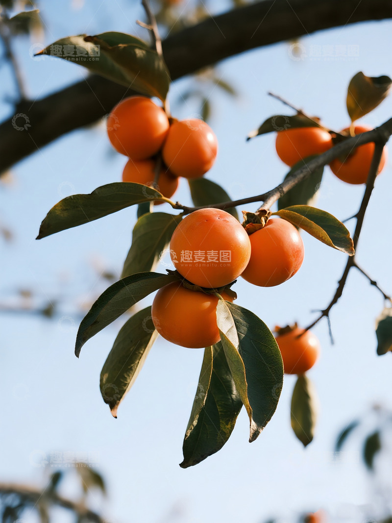 高清大图下载【趣麦麦图】枝头饱满的成熟柿子2