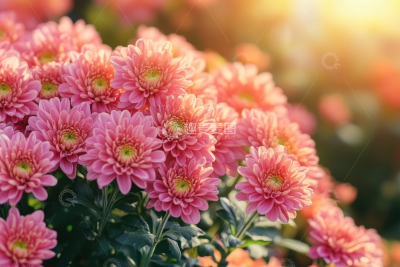 高清大图下载【趣麦麦图】一簇粉色的菊花花卉