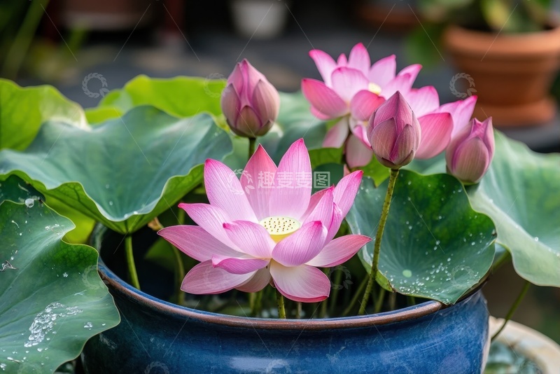 高清大图下载【趣麦麦图】水缸里盛开的荷花花卉