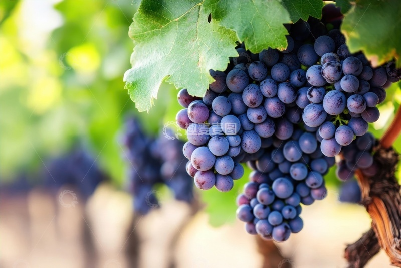 高清大图下载【趣麦麦图】葡萄园里紫色的葡萄
