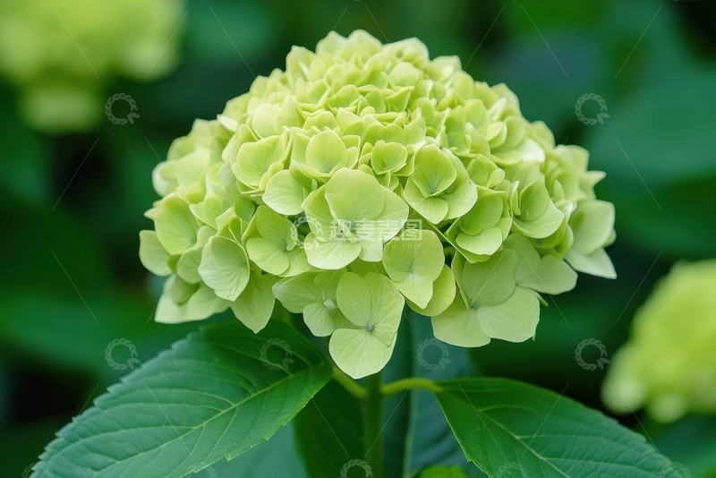 高清大图下载【趣麦麦图】绣球花植物特写摄影