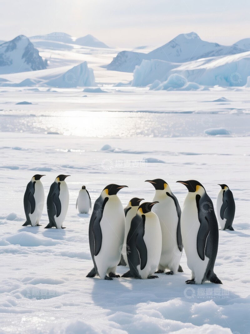 高清大图下载【趣麦麦图】南极冰原上的企鹅群
