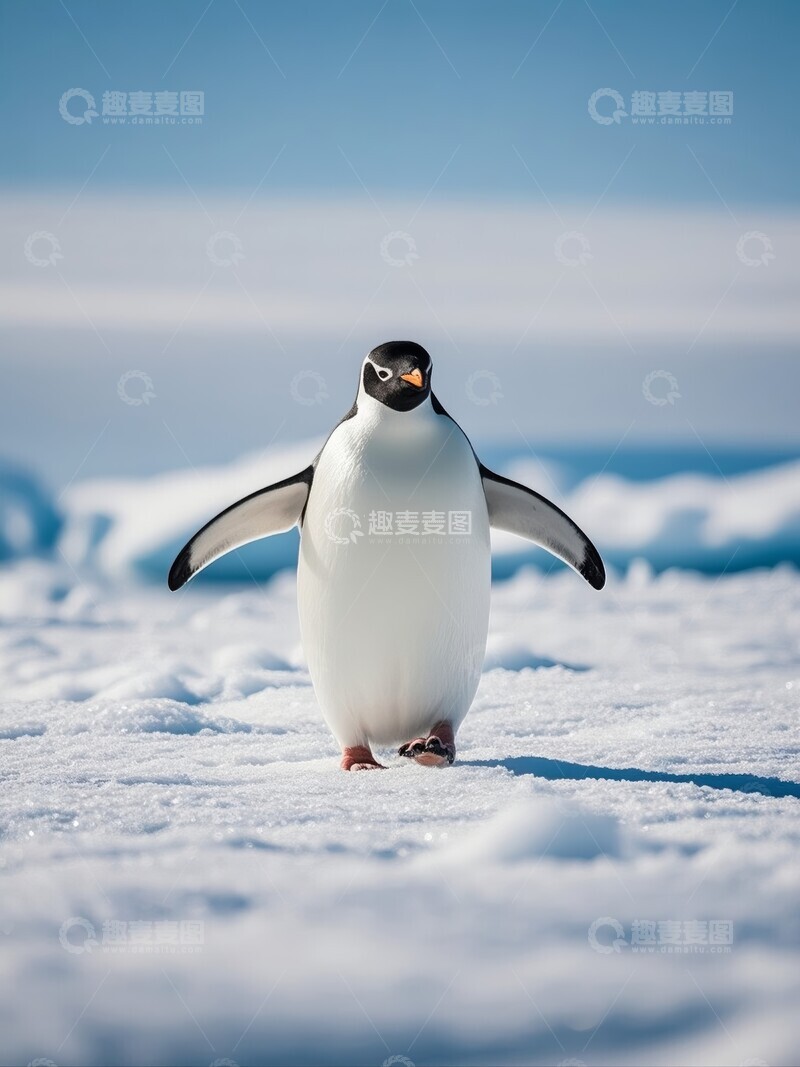高清大图下载【趣麦麦图】南极冰原上的企鹅