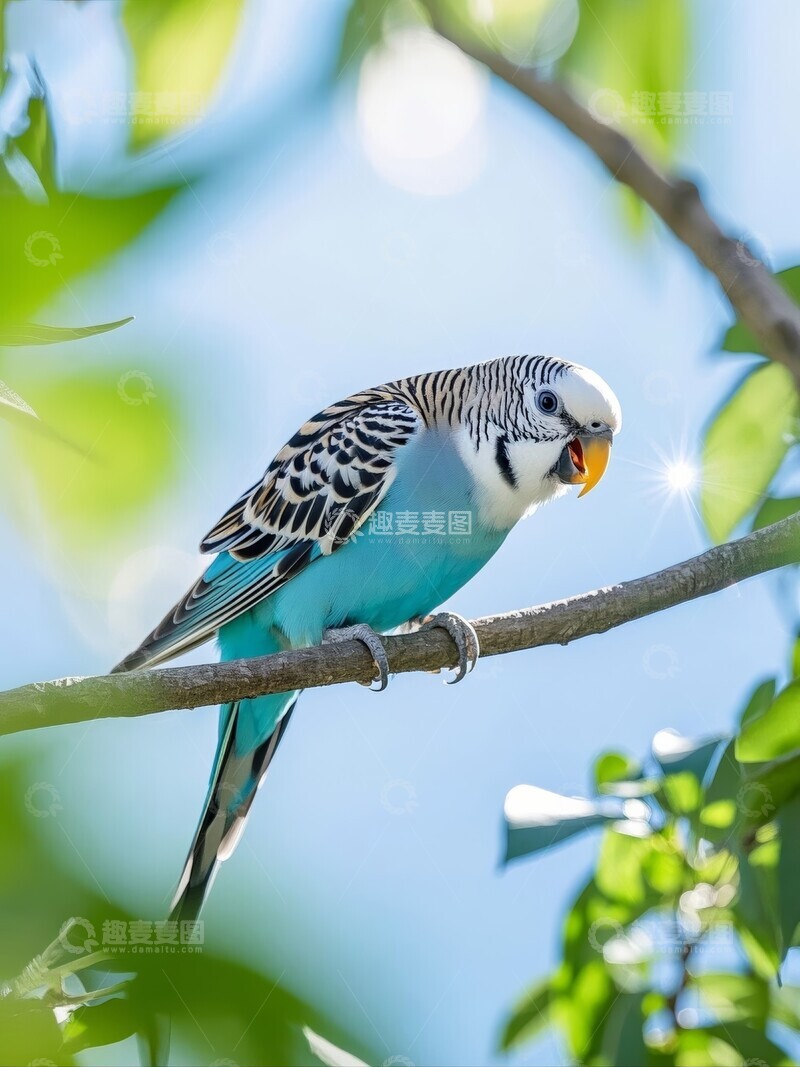 高清大图下载【趣麦麦图】蓝绿色虎皮鹦鹉栖息于树枝