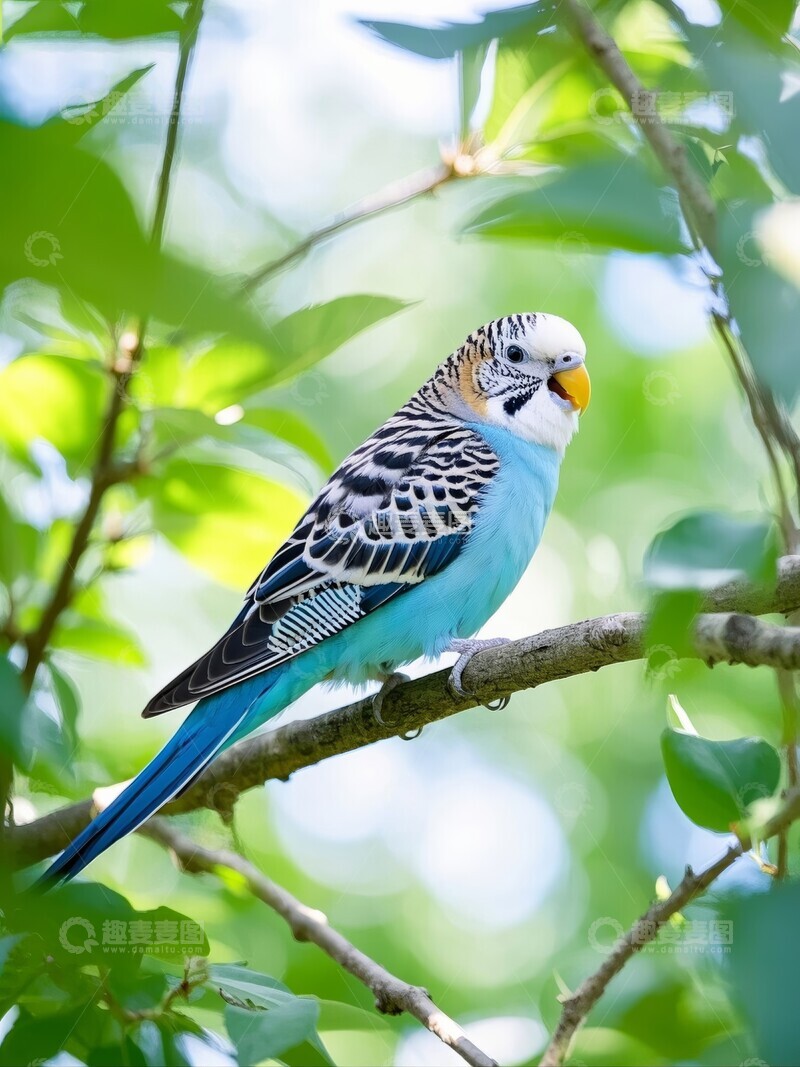 高清大图下载【趣麦麦图】蓝绿色的虎皮鹦鹉栖息于树枝