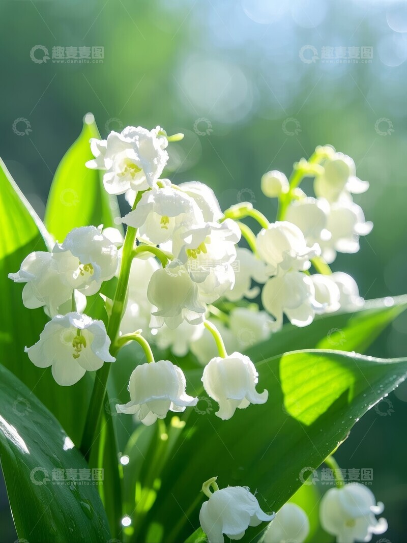 高清大图下载【趣麦麦图】露珠点缀的铃兰花朵