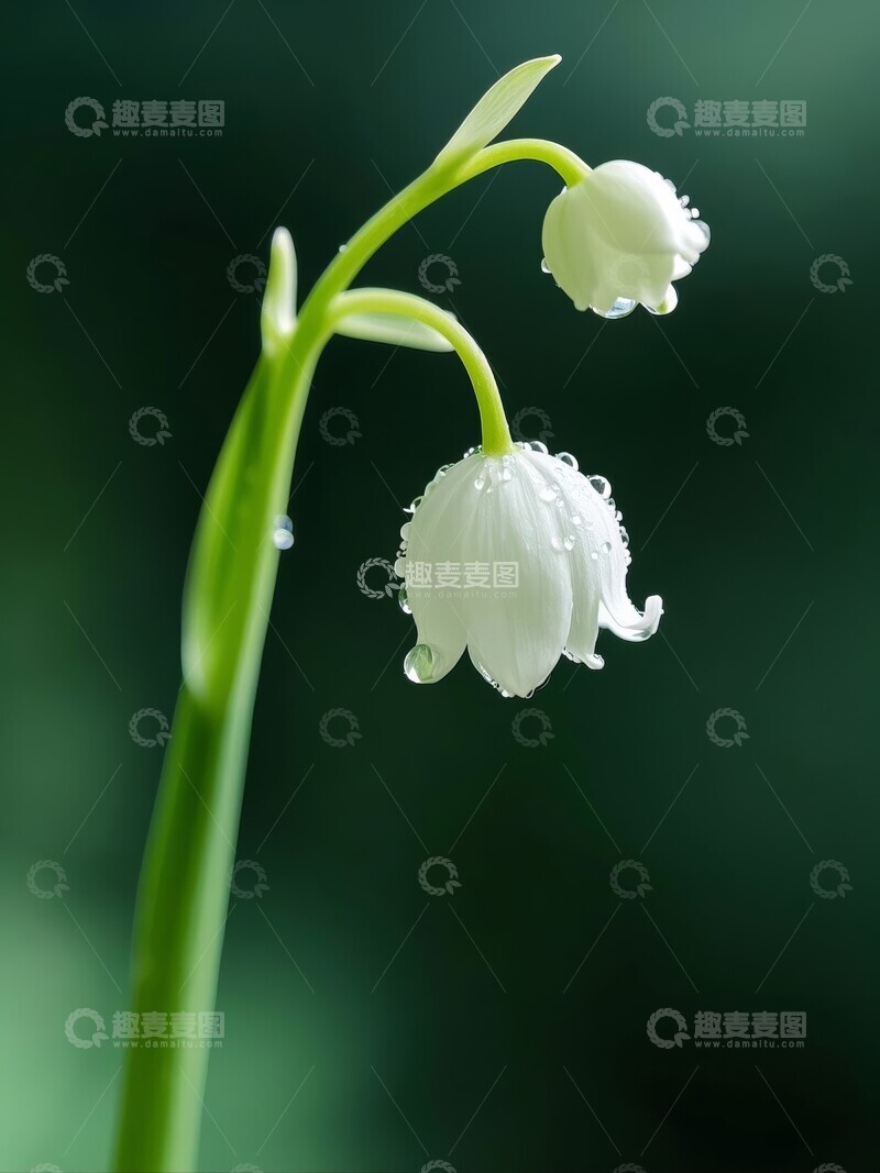 高清大图下载【趣麦麦图】铃兰花朵在晨露中绽放