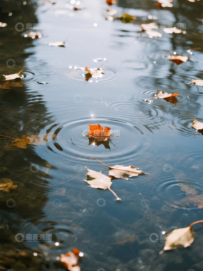 高清大图下载【趣麦麦图】秋叶落入水面，激起层层涟漪