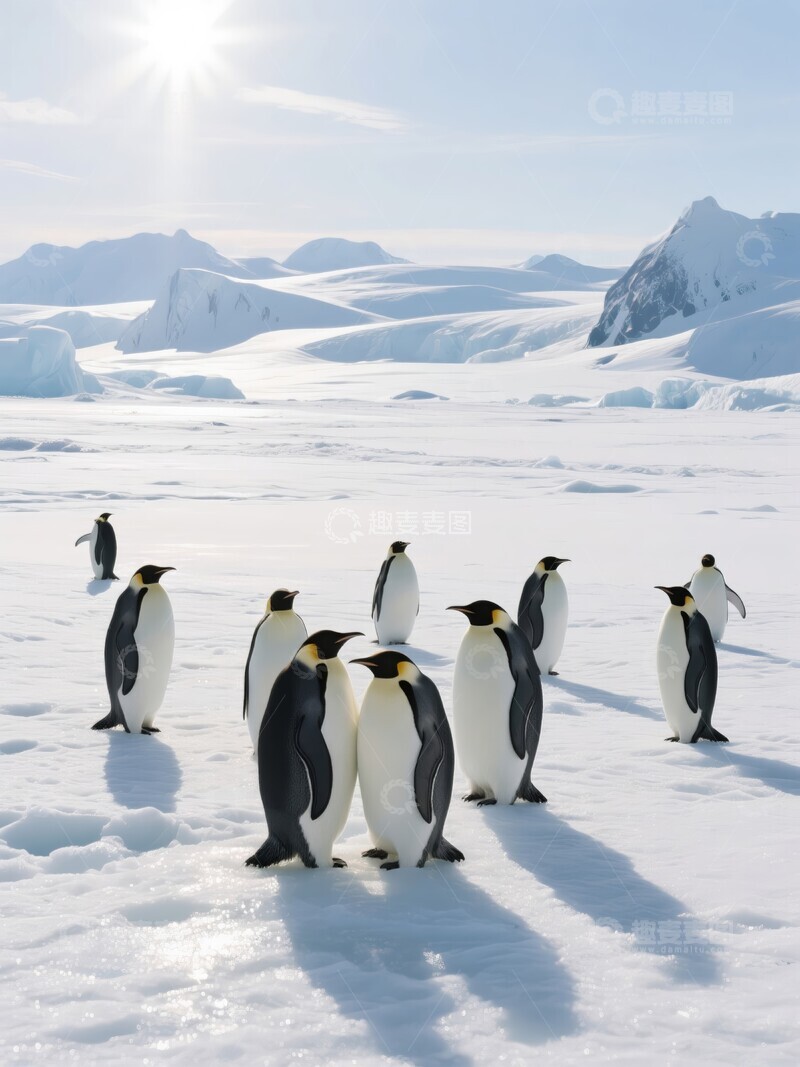 高清大图下载【趣麦麦图】南极冰原上的一群企鹅