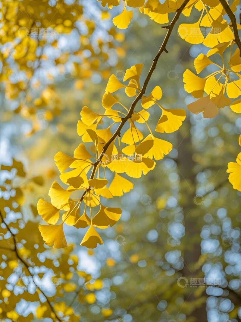 高清大图下载【趣麦麦图】秋日金黄银杏树叶的特写