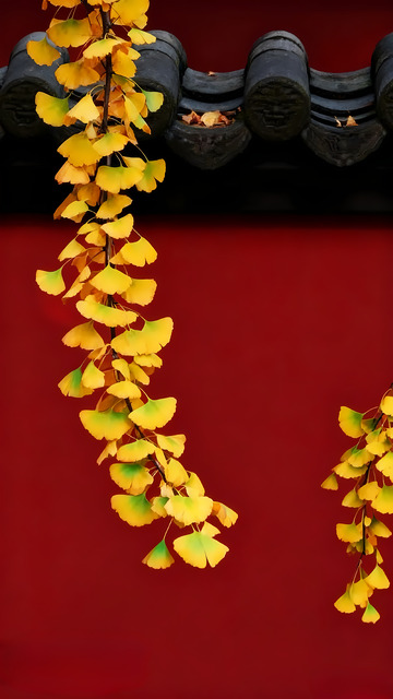 红墙银杏枝叶秋天秋分秋季摄影图