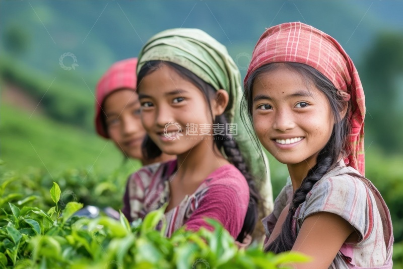 高清大图下载【趣麦麦图】茶田里采茶的女孩