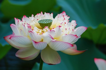 盛开的千瓣莲花