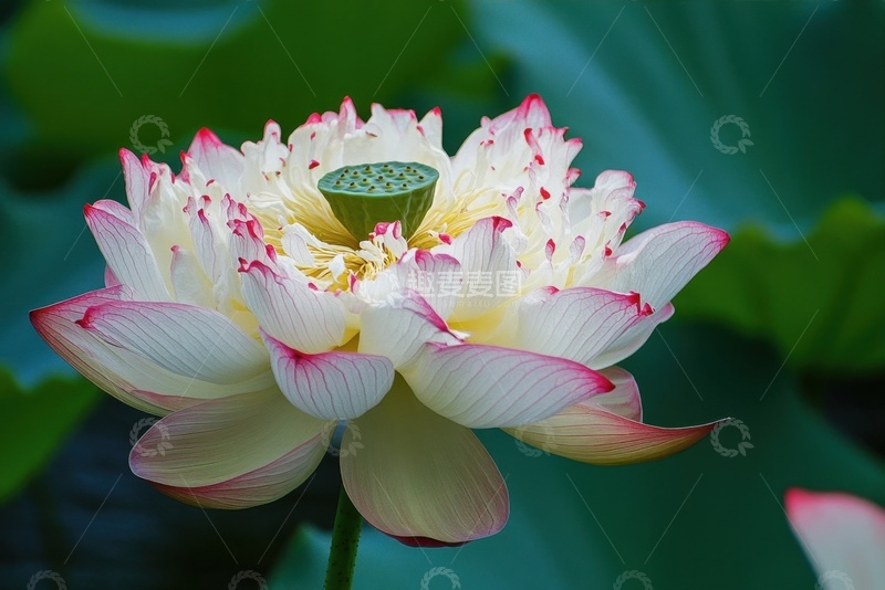 高清大图下载【趣麦麦图】盛开的千瓣莲花