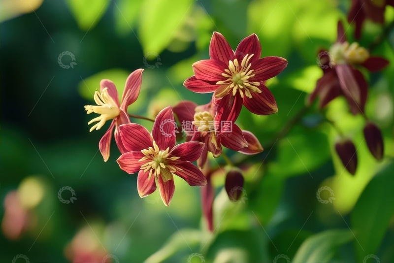 高清大图下载【趣麦麦图】盛开的红色花朵